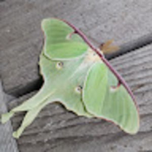 Meet your Posher, Robyn